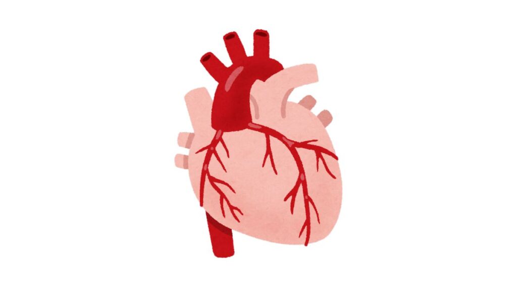Mở khóa bí mật về hệ tuần hoàn