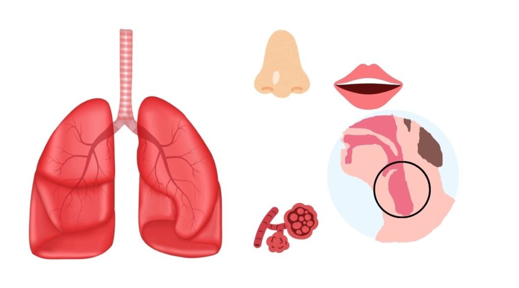 Hành trình giải phẫu hệ hô hấp