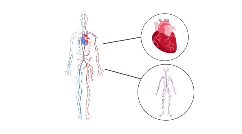Khám phá giải phẫu phức tạp của hệ huyết học