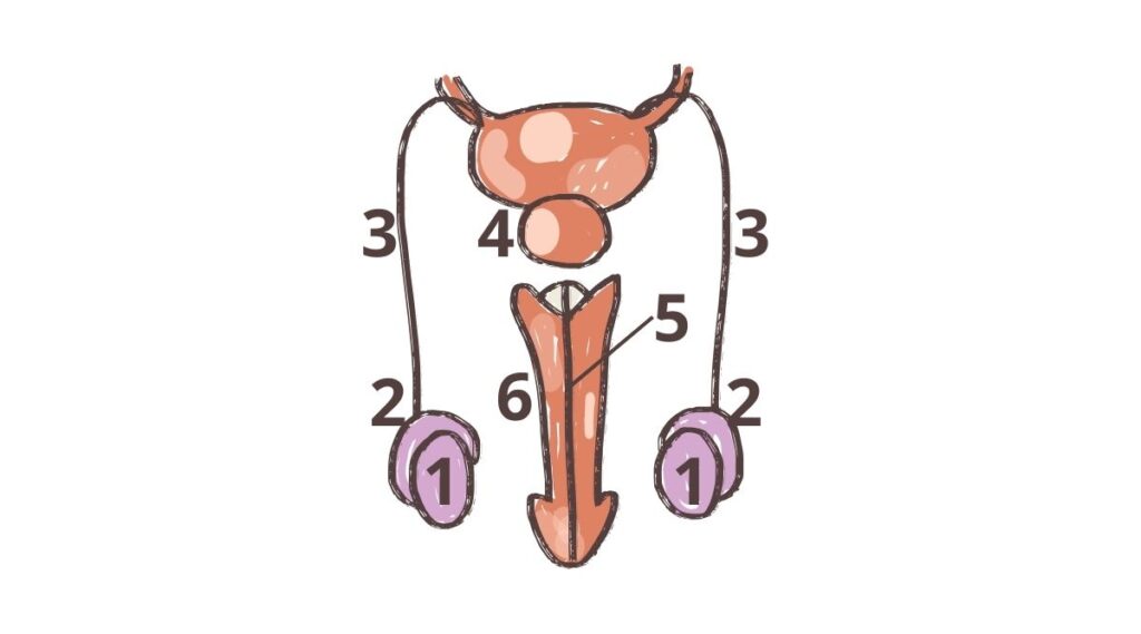 Mở bí mật hệ sinh sản nam