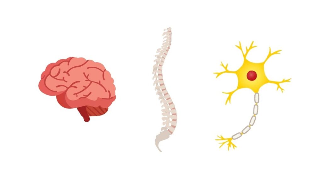 Giải phẫu hệ thần kinh trung tâm điều khiển cơ thể