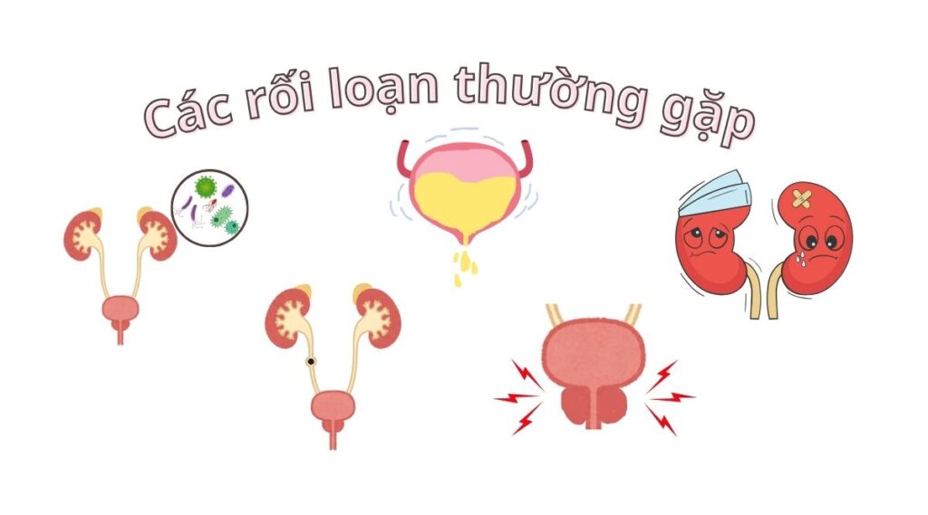 Bật mí về hệ tiết niệu
