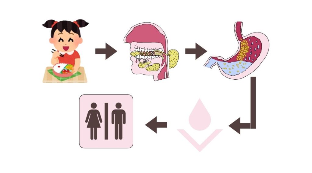 Hành trình vào hệ tiêu hóa