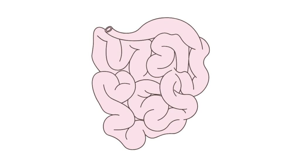 Điều kỳ diệu của ruột non