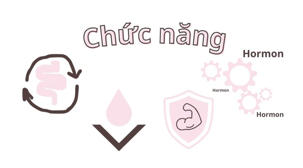 Điều kỳ diệu của ruột non